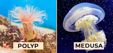 cylindrical polyp vs medusa.